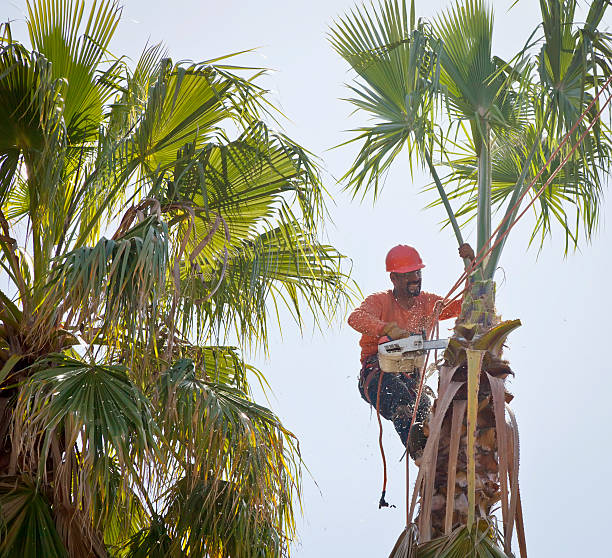 Best Root Management and Removal  in New Fairview, TX